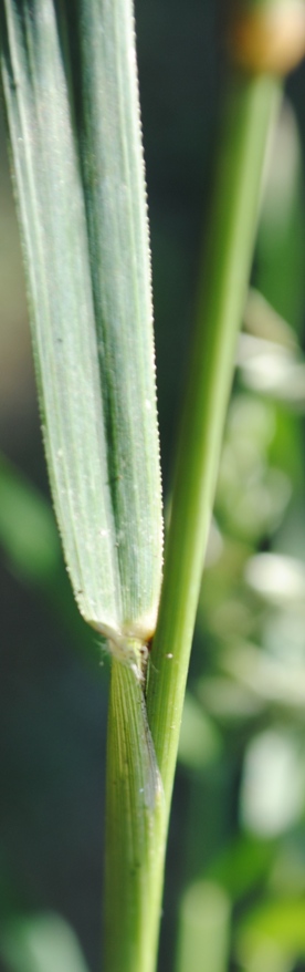 Eragrostis cilianensis
