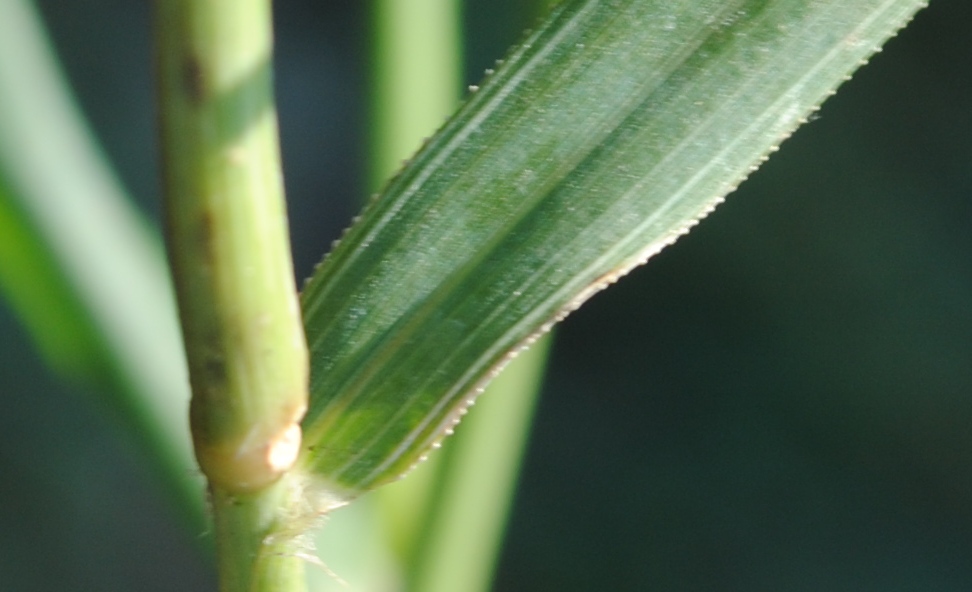 Eragrostis cilianensis