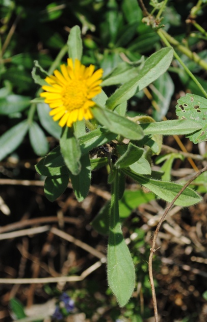 Pallenis spinosa
