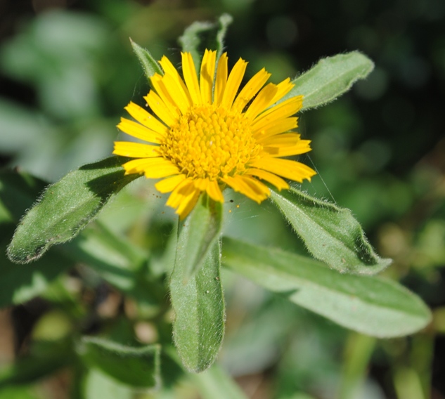 Pallenis spinosa