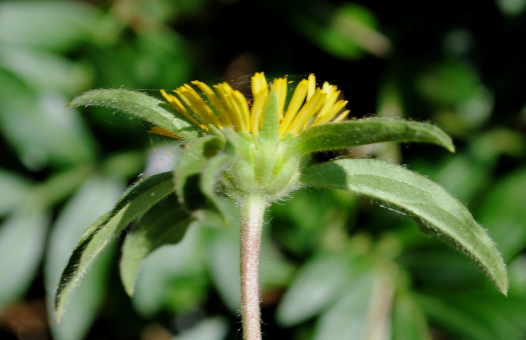 Pallenis spinosa