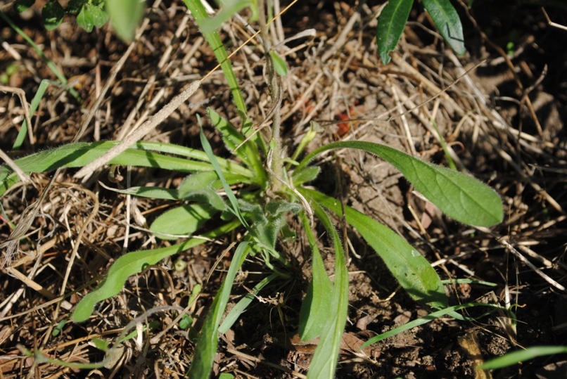 Pallenis spinosa