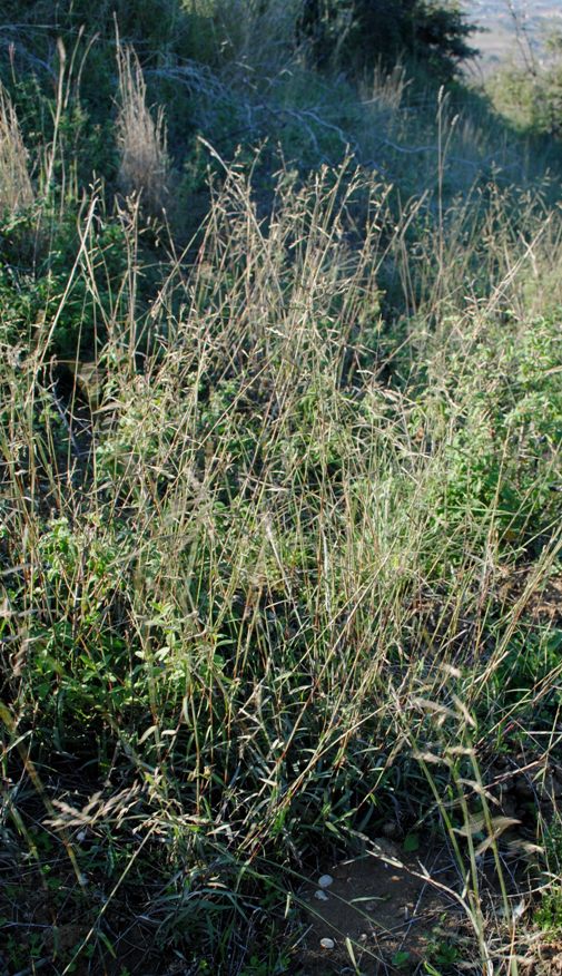 Kengia serotina (= Cleistogenes serotina)