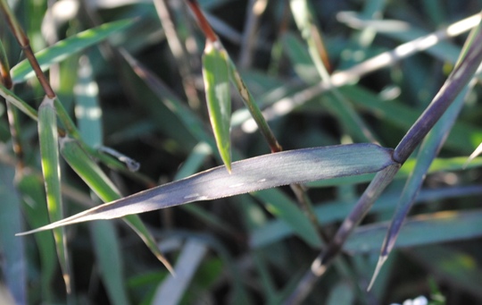 Kengia serotina (= Cleistogenes serotina)