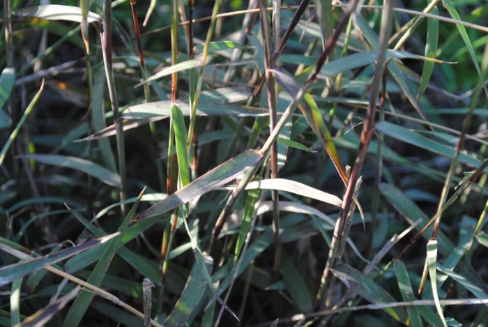 Kengia serotina (= Cleistogenes serotina)