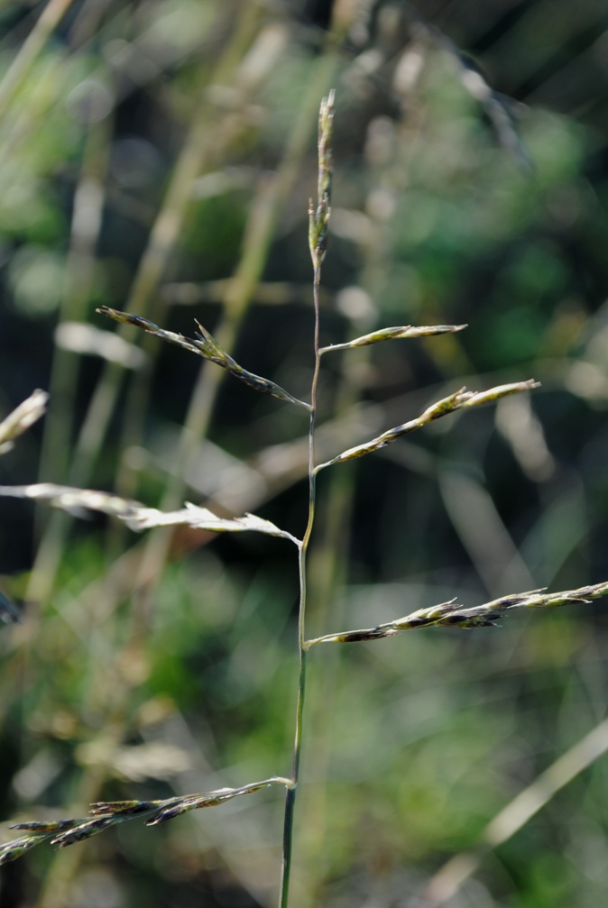 Kengia serotina (= Cleistogenes serotina)