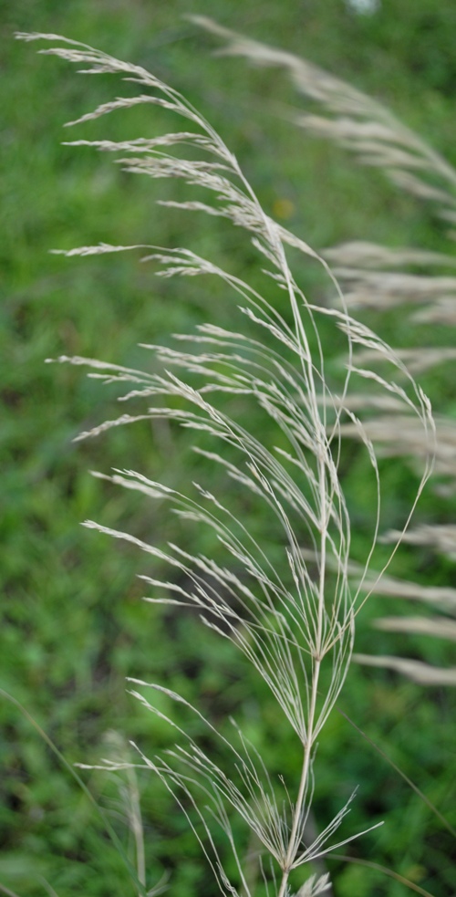 Oloptum thomasii (=Piptatherum miliaceum subsp. thomasii)