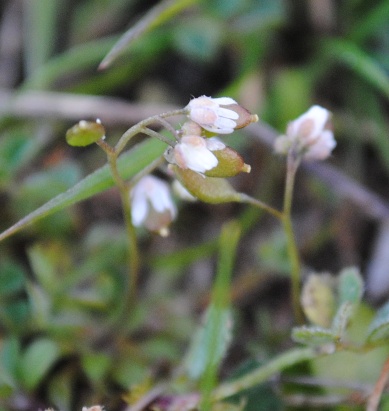 Erophila verna
