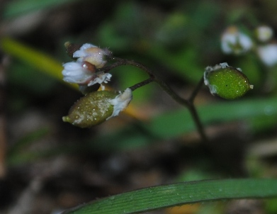 Erophila verna