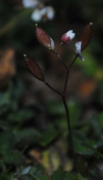 Erophila verna