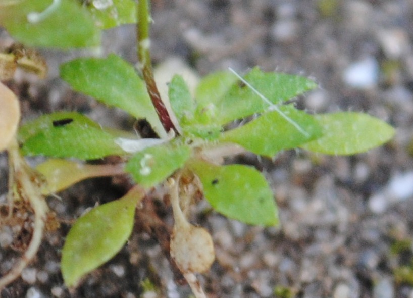 Erophila verna
