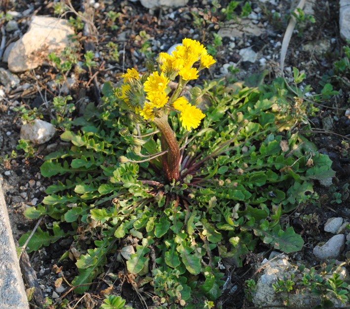 Crepis sancta con fasciazione