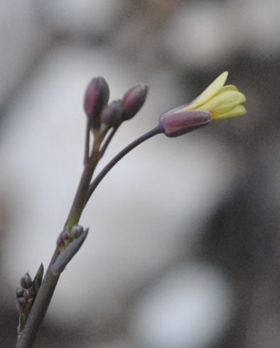 Brassica tournefortii / Cavolo di Tournefort