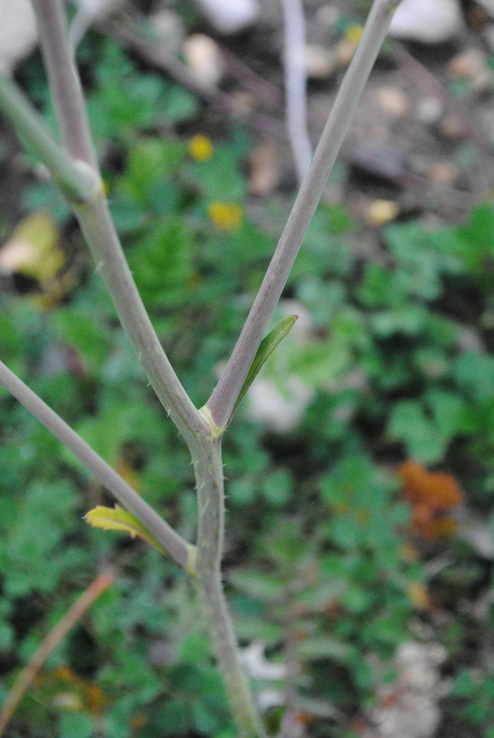 Brassica tournefortii / Cavolo di Tournefort