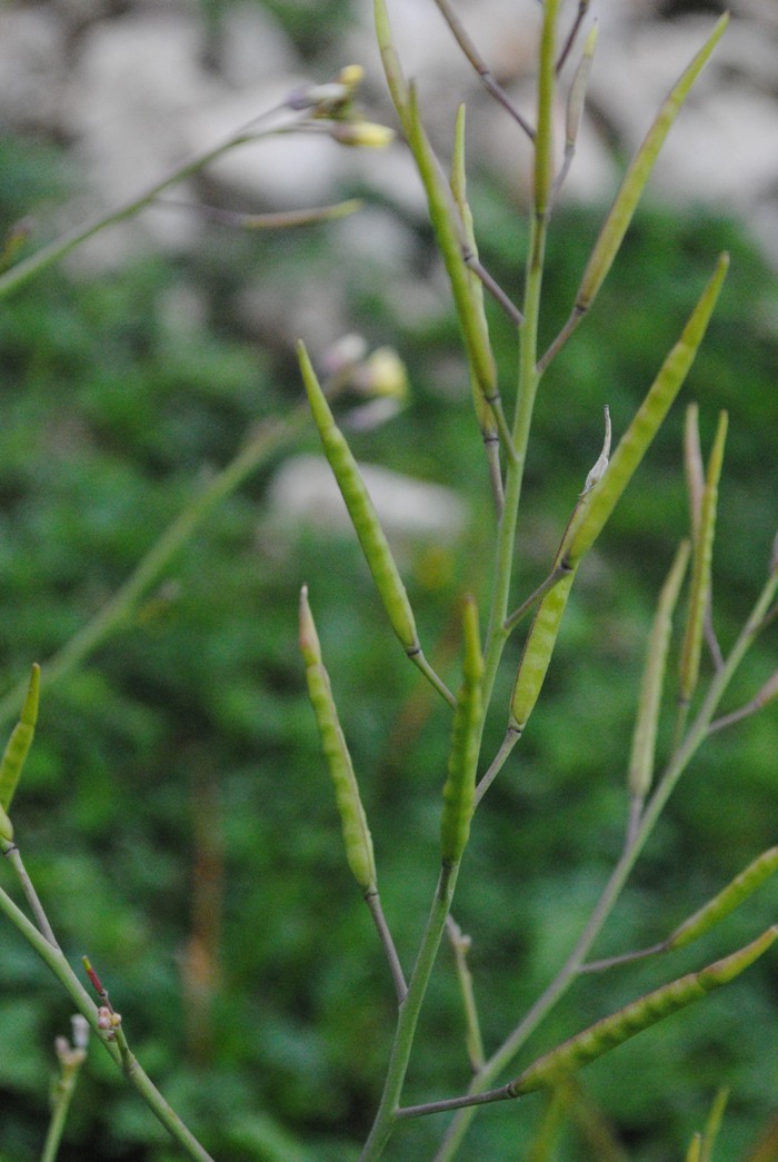 Brassica tournefortii / Cavolo di Tournefort