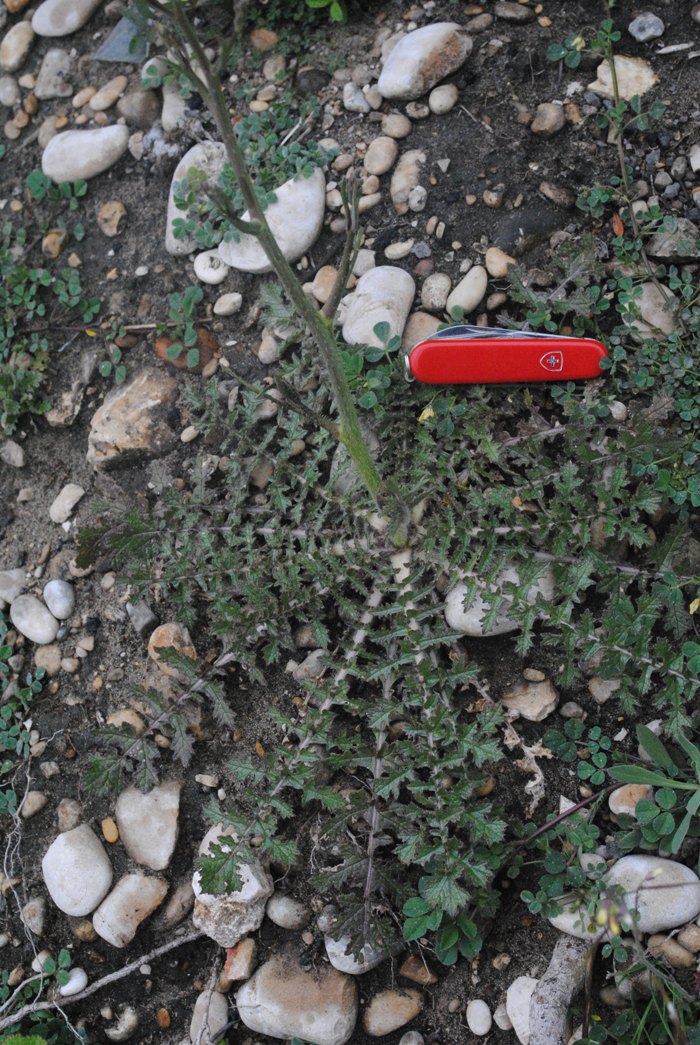 Brassica tournefortii / Cavolo di Tournefort