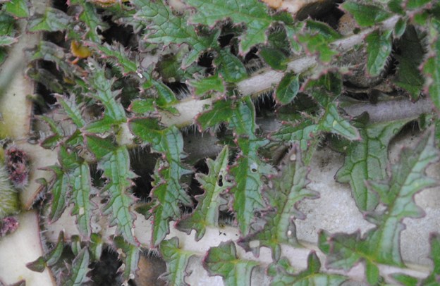 Brassica tournefortii / Cavolo di Tournefort