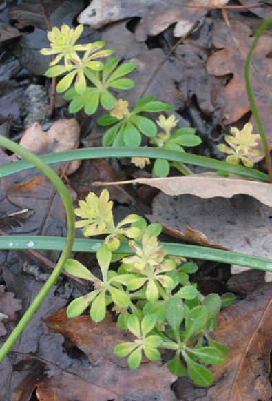 Galium spurium ?