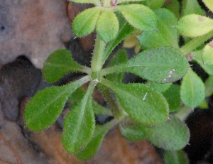 Galium spurium ?