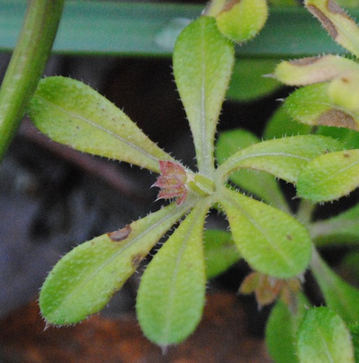 Galium spurium ?