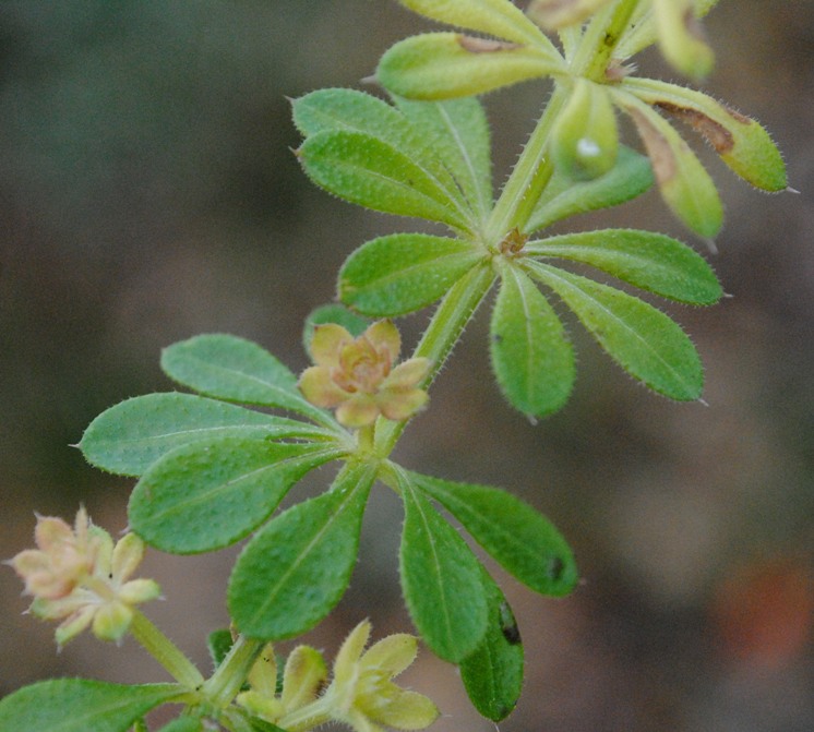 Galium spurium ?