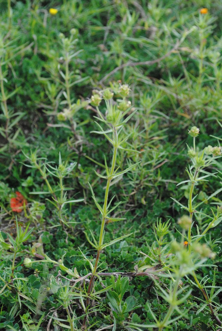 Plantago afra / Piantaggine pulicaria