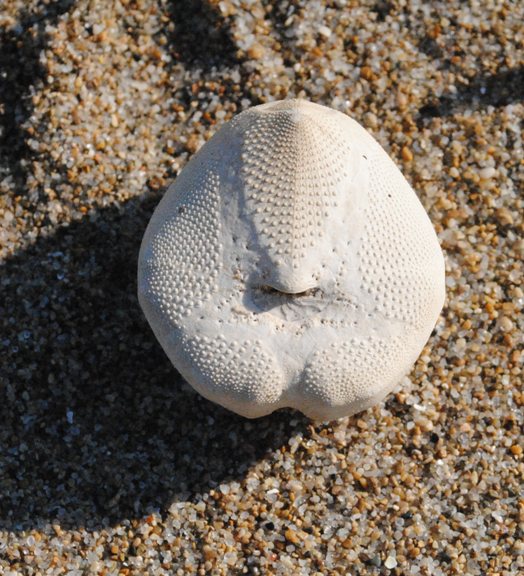Teche di Echinocardium cordatum