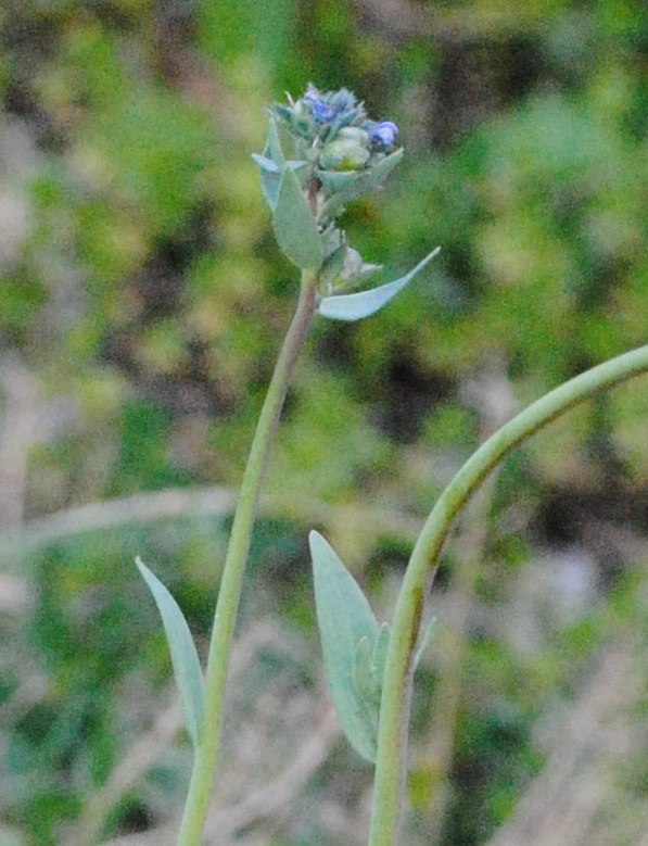 Linaria micrantha / Linaria a fiori piccoli