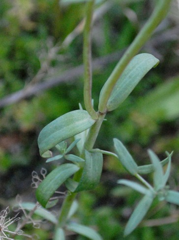 Linaria micrantha / Linaria a fiori piccoli