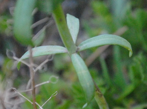 Linaria micrantha / Linaria a fiori piccoli