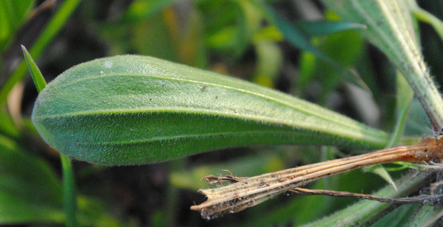 Plantago lagopus / Piantaggine piede di lepre
