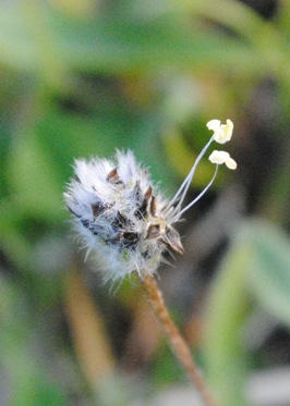 Plantago lagopus / Piantaggine piede di lepre