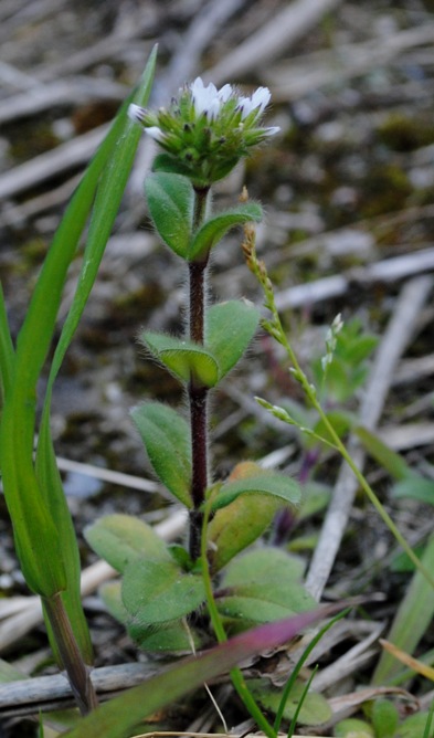 Cerastium glomeratum / Peverina dei campi