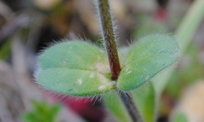 Cerastium glomeratum / Peverina dei campi