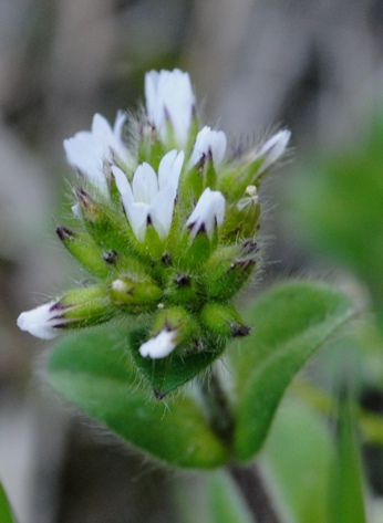 Cerastium glomeratum / Peverina dei campi