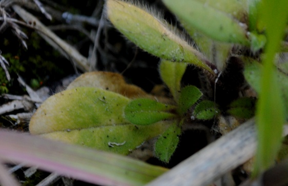 Cerastium glomeratum / Peverina dei campi
