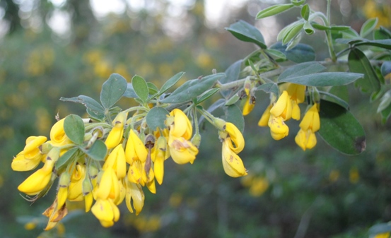 Cytisus villosus