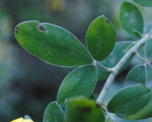 Cytisus villosus