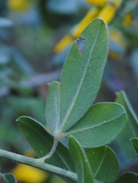 Cytisus villosus