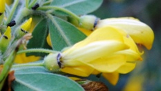 Cytisus villosus