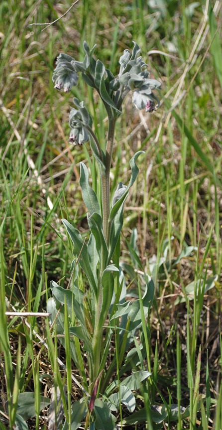 Cynoglossum cheirifolium / Lingua di cane giallastra