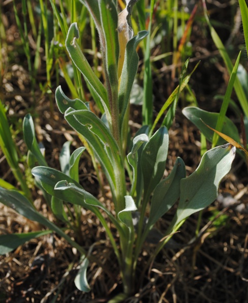 Cynoglossum cheirifolium / Lingua di cane giallastra