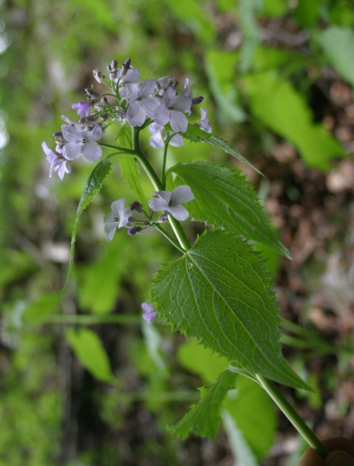 Lunaria rediviva / Lunaria comune