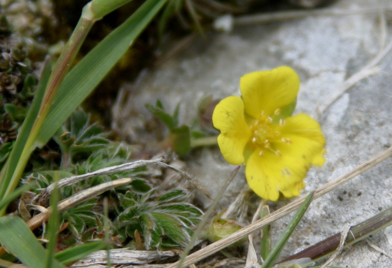 Potentilla sp.