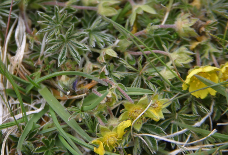 Potentilla sp.