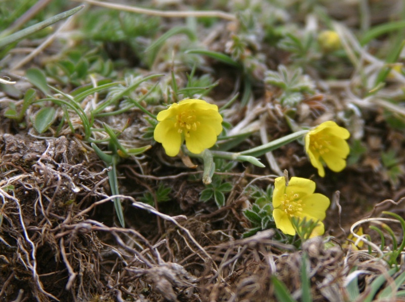Potentilla sp.