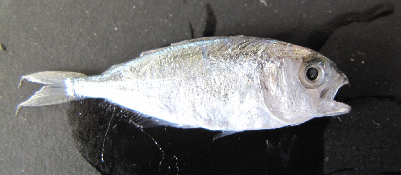 juvenile di Pomatomus saltatrix (esemplare spiaggiato)
