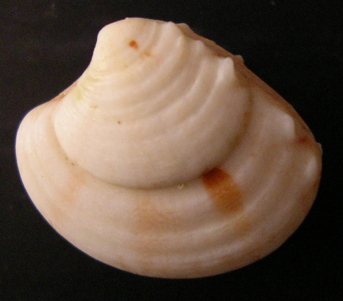 bivalve 1