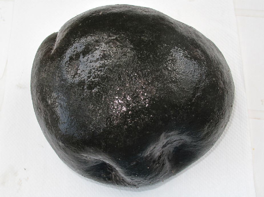 Codium bursa
