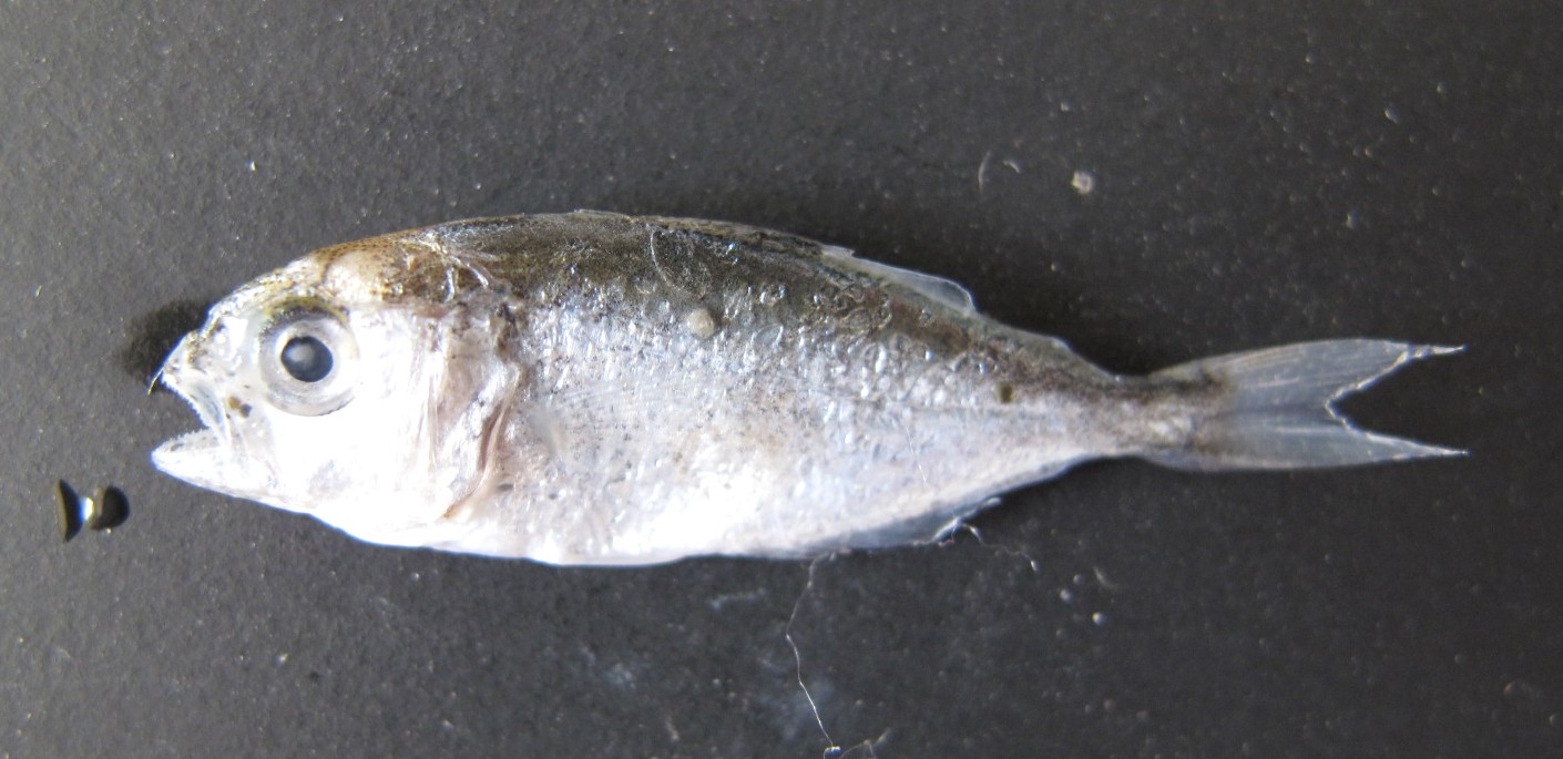 juvenile di Pomatomus saltatrix (esemplare spiaggiato)